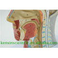 Factory direct sale color brain model for medical use